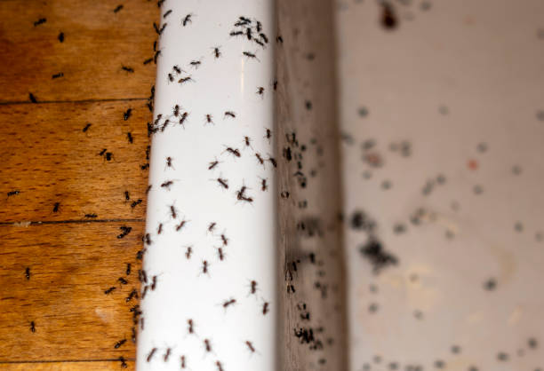 Best Affordable Pest Control Services  in Trevose, PA