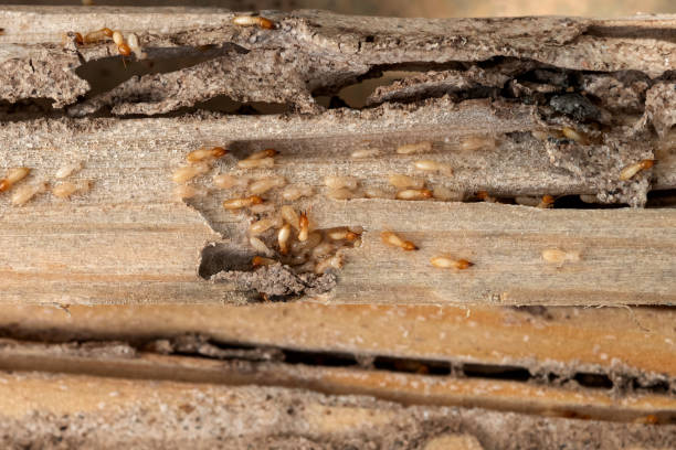 Best Local Pest Control Services  in Trevose, PA